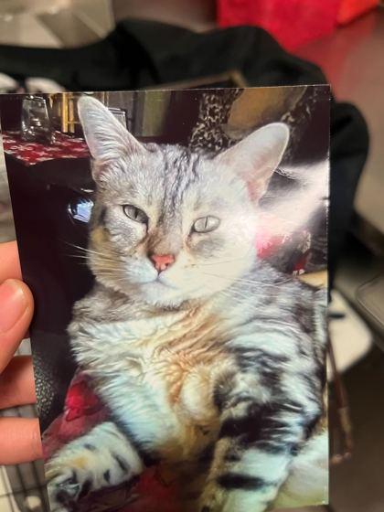 Enlarge Kate, a Adoptable Domestic Short Hair in Chicago, IL image 3/3