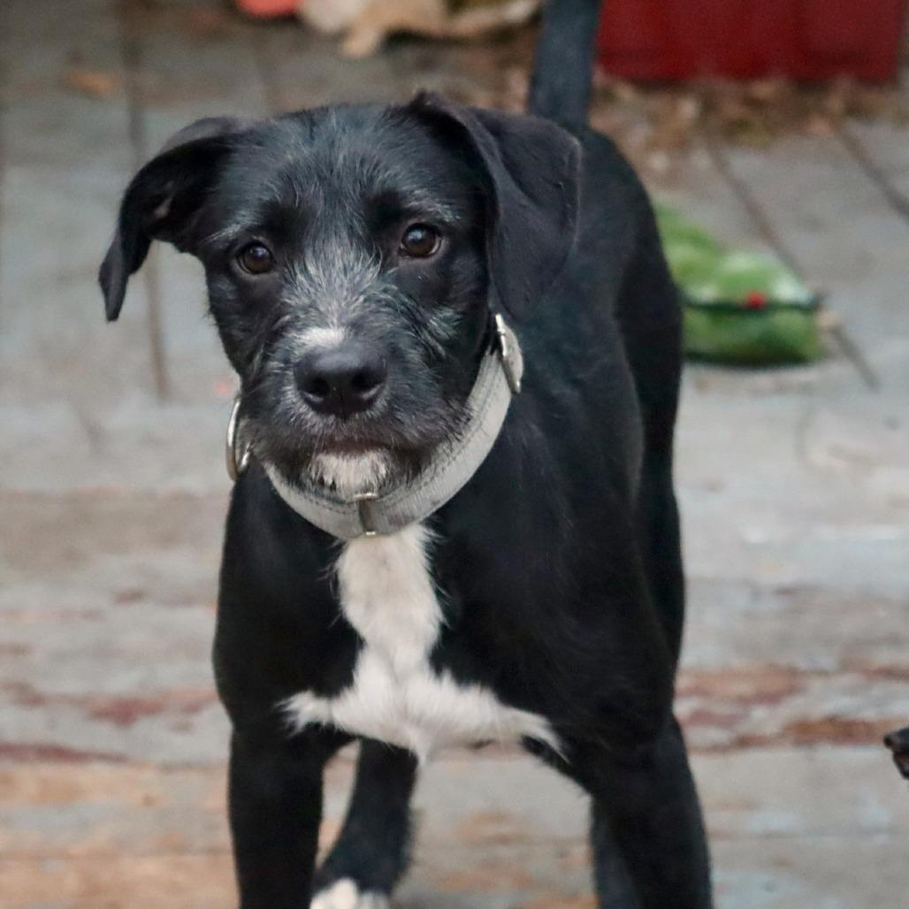 Spaghetti, Adoptable, Young Male Mixed Breed.