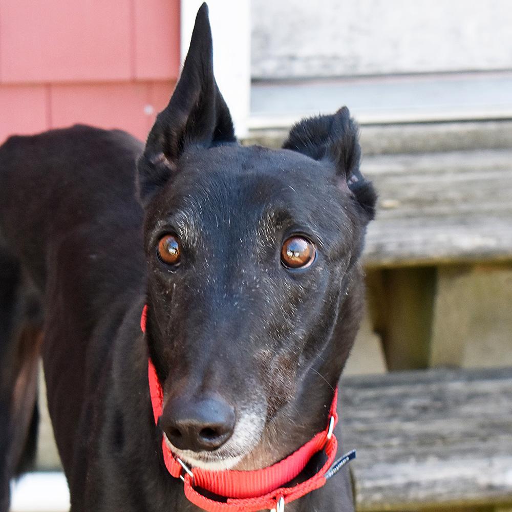 Morant, ADOPTABLE, Adult Male Greyhound.