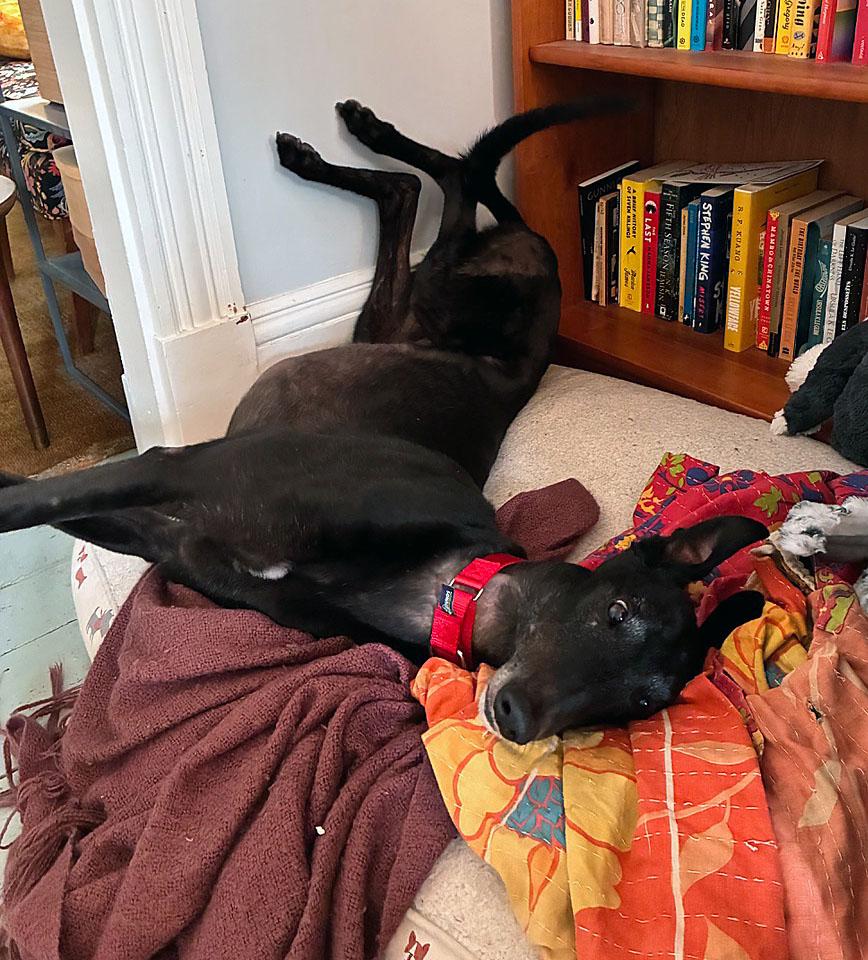 Morant, a ADOPTABLE Greyhound in Ware, MA image 4/5