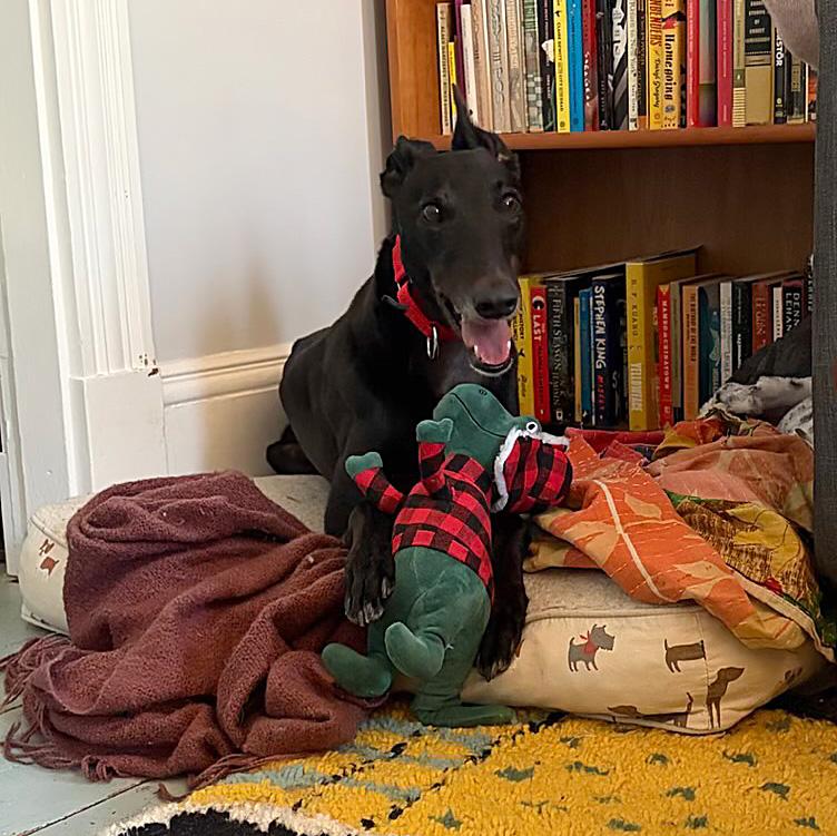 Morant, a ADOPTABLE Greyhound in Ware, MA image 3/5