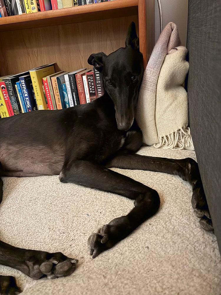 Morant, a ADOPTABLE Greyhound in Ware, MA image 2/5