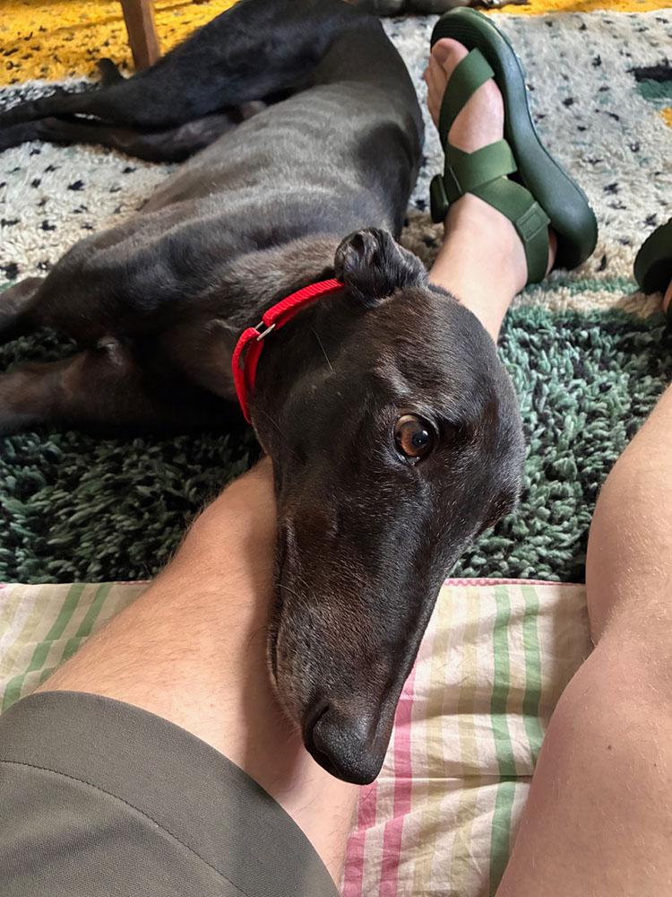 Morant, a ADOPTABLE Greyhound in Ware, MA image 5/5