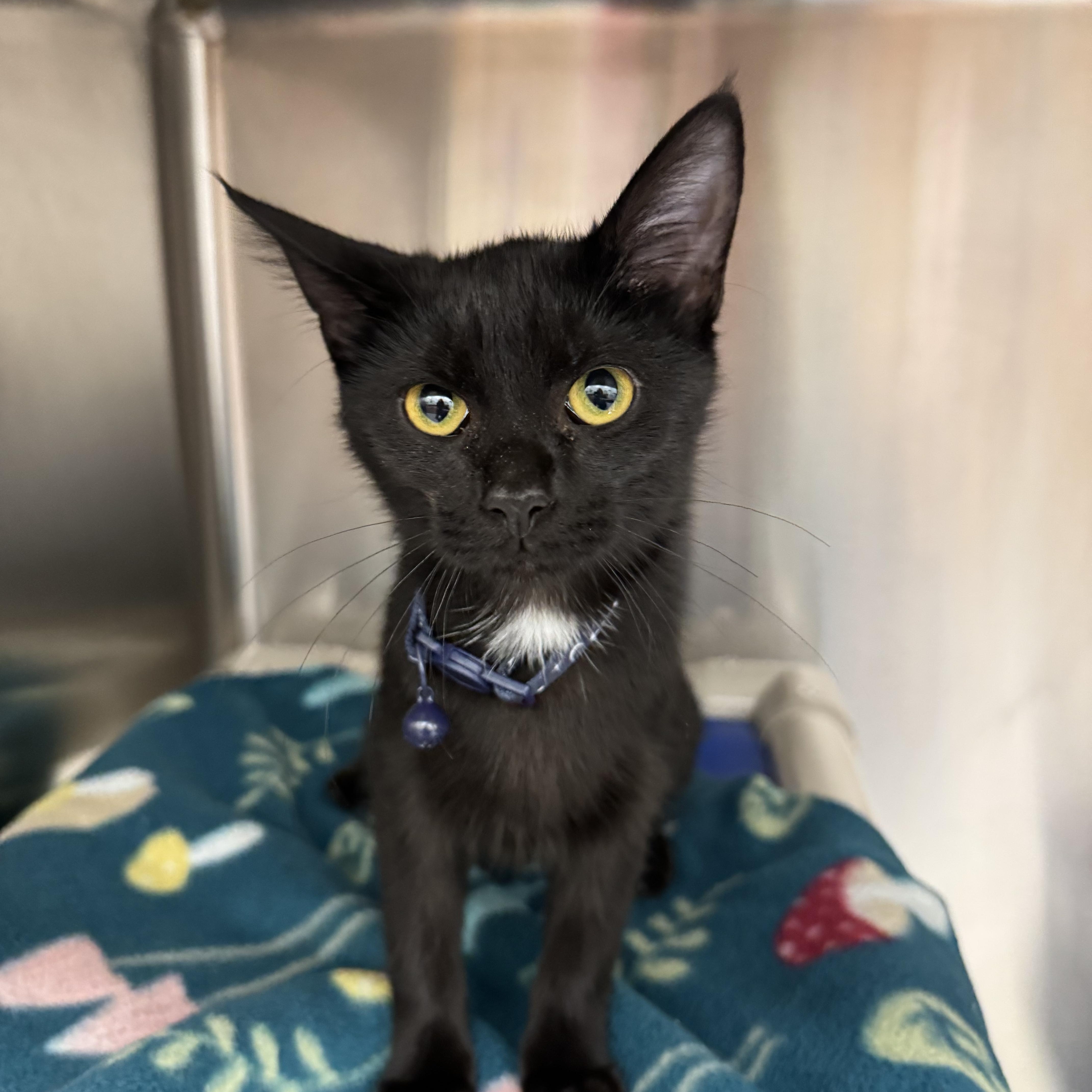 Lola, Adoptable, Young Female Domestic Short Hair.