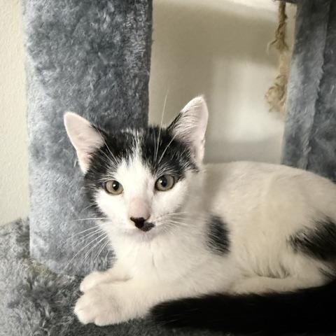 Kleo, ADOPTABLE, Kitten Female Domestic Short Hair.