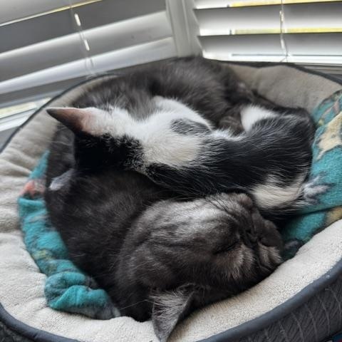 Enlarge Kleo, a ADOPTABLE Domestic Short Hair in Oberlin, OH image 6/6