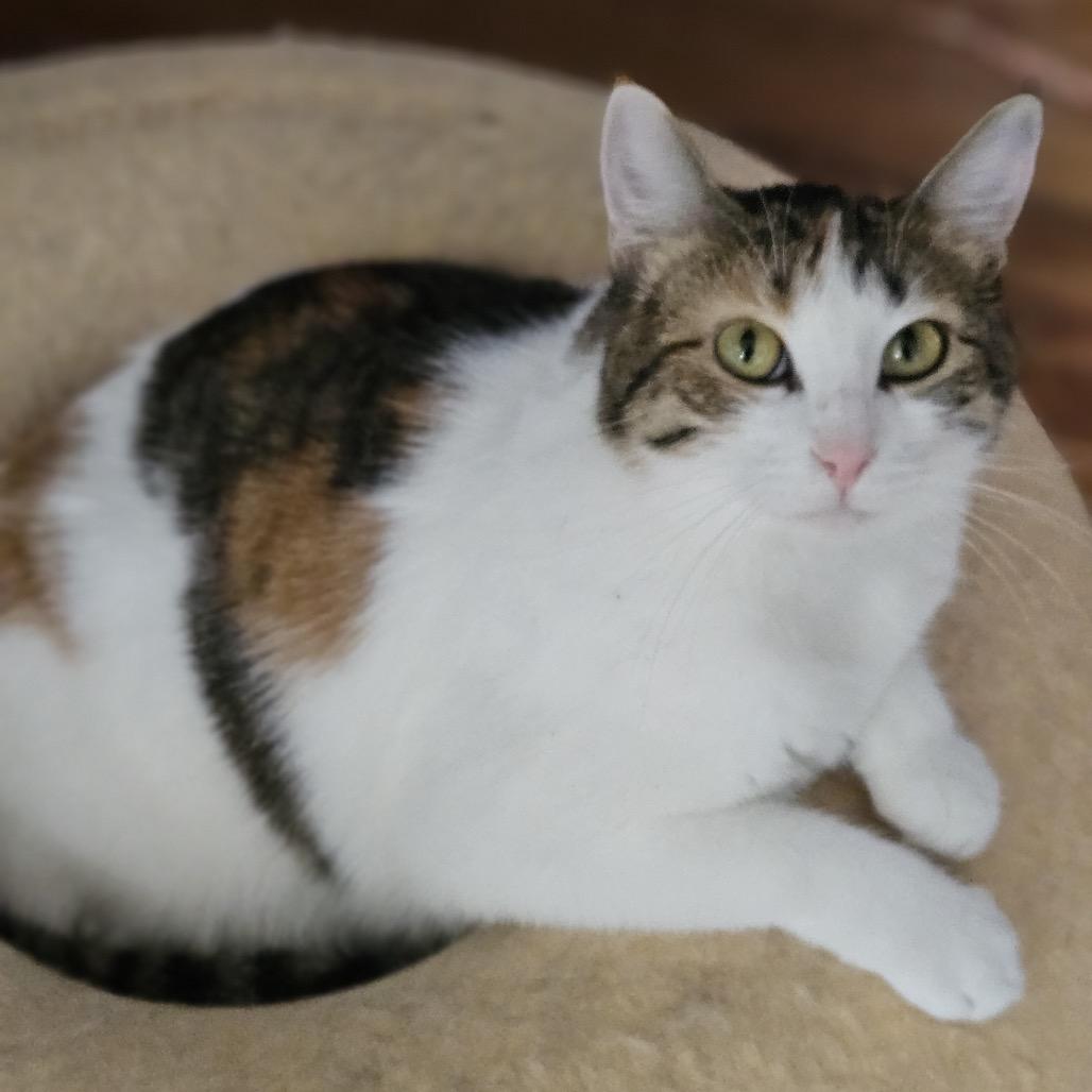 Truffle, Adoptable, Adult Female Domestic Short Hair.