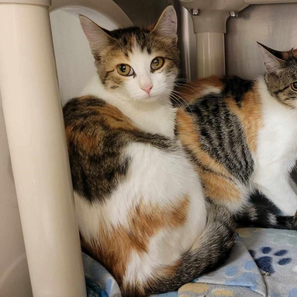 Truffle, Adoptable, Young Female Domestic Short Hair.