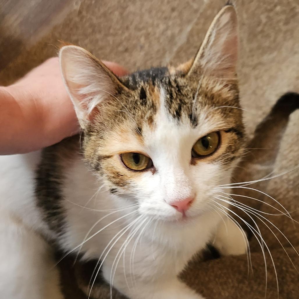 Truffle, a Adoptable Domestic Short Hair in Columbia, MO image 2/5