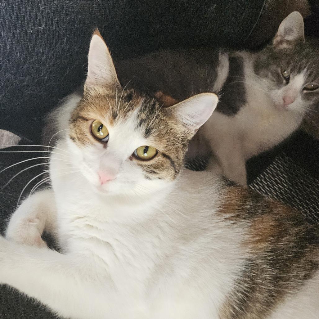 Truffle, a Adoptable Domestic Short Hair in Columbia, MO image 3/5