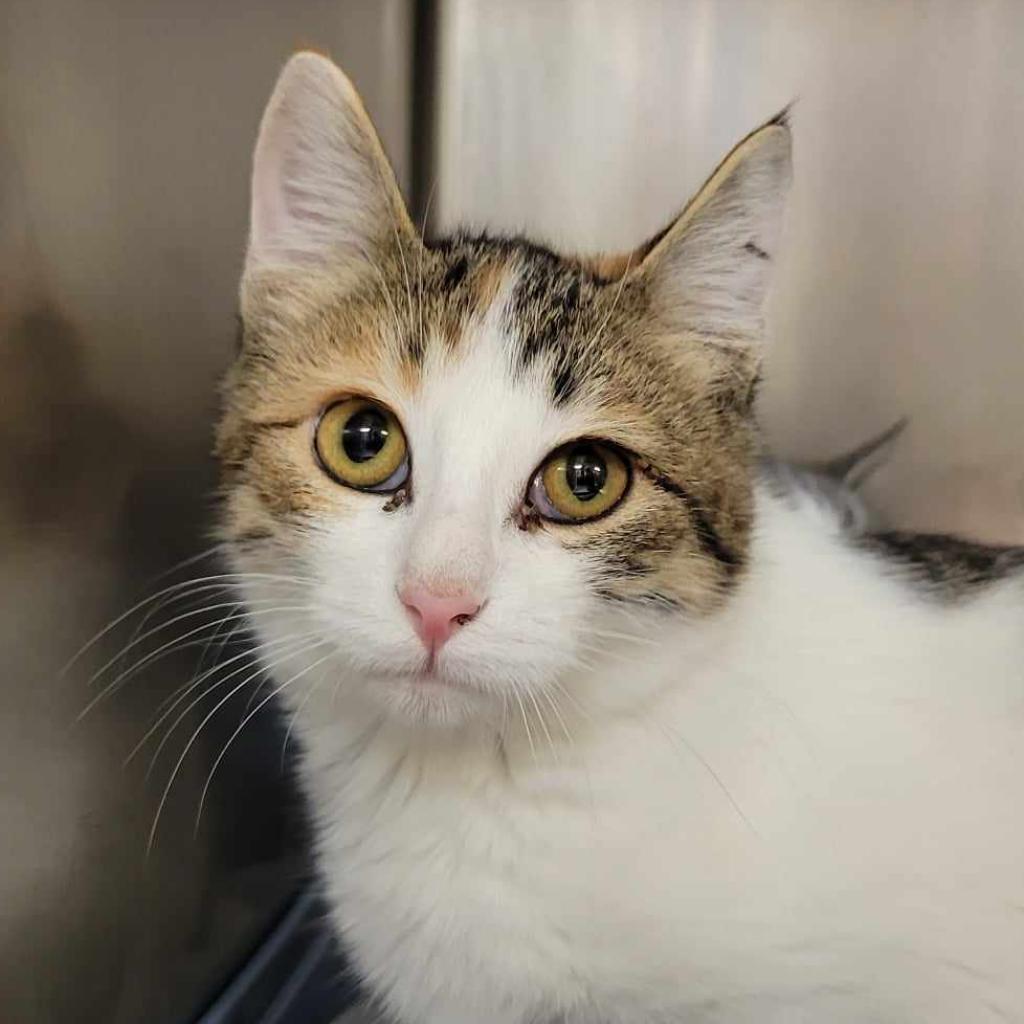 Truffle, a Adoptable Domestic Short Hair in Columbia, MO image 4/5