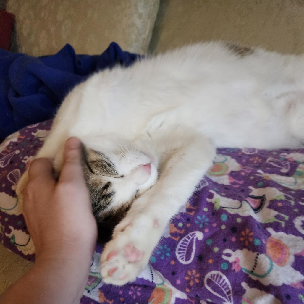 Truffle, a Adoptable Domestic Short Hair in Columbia, MO image 5/5