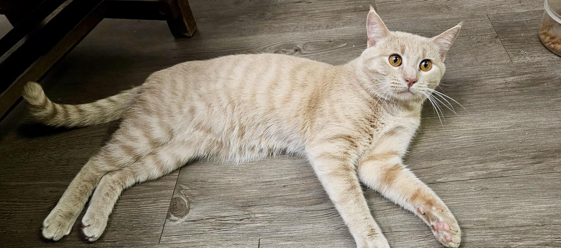 Milo, Adopted, Young Male Domestic Short Hair.