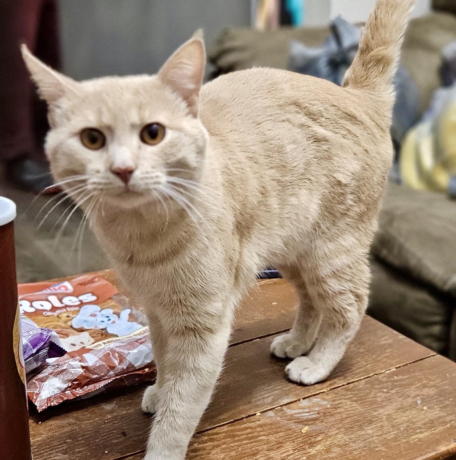 Enlarge Milo, a Adopted Domestic Short Hair in Monroe, GA image 2/4