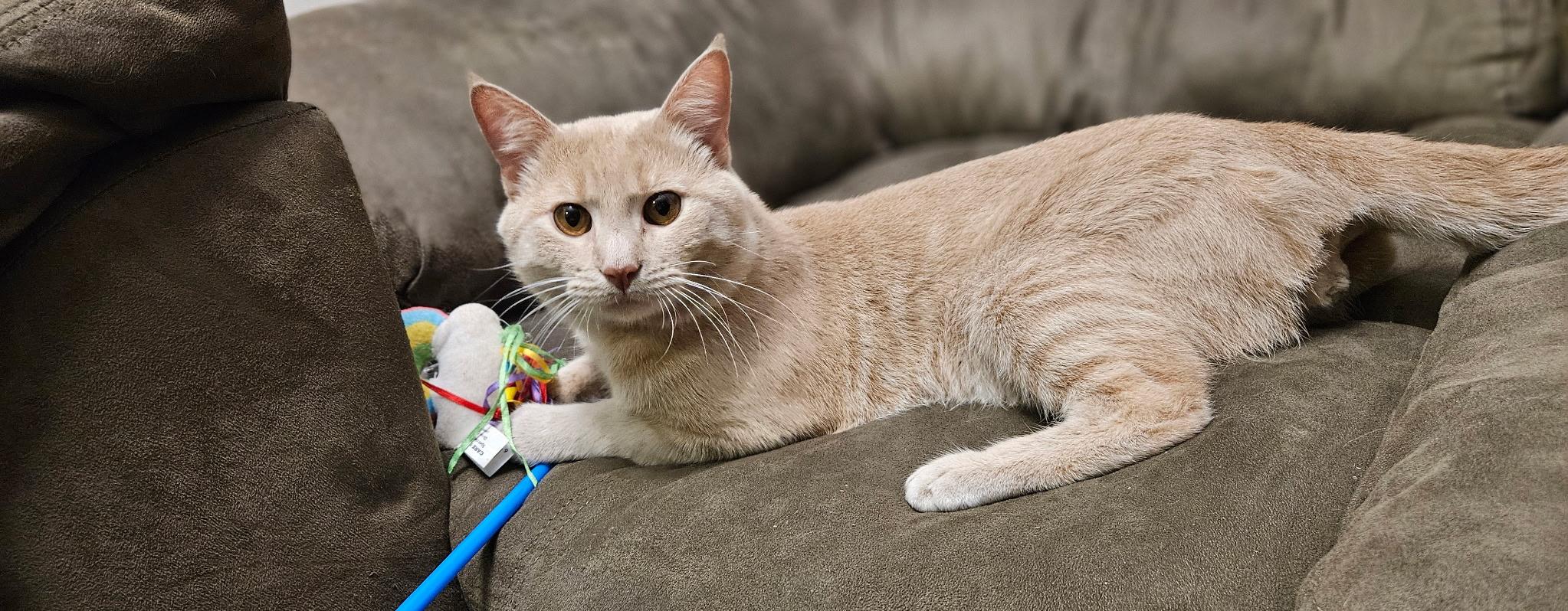 Enlarge Milo, a Adopted Domestic Short Hair in Monroe, GA image 3/4