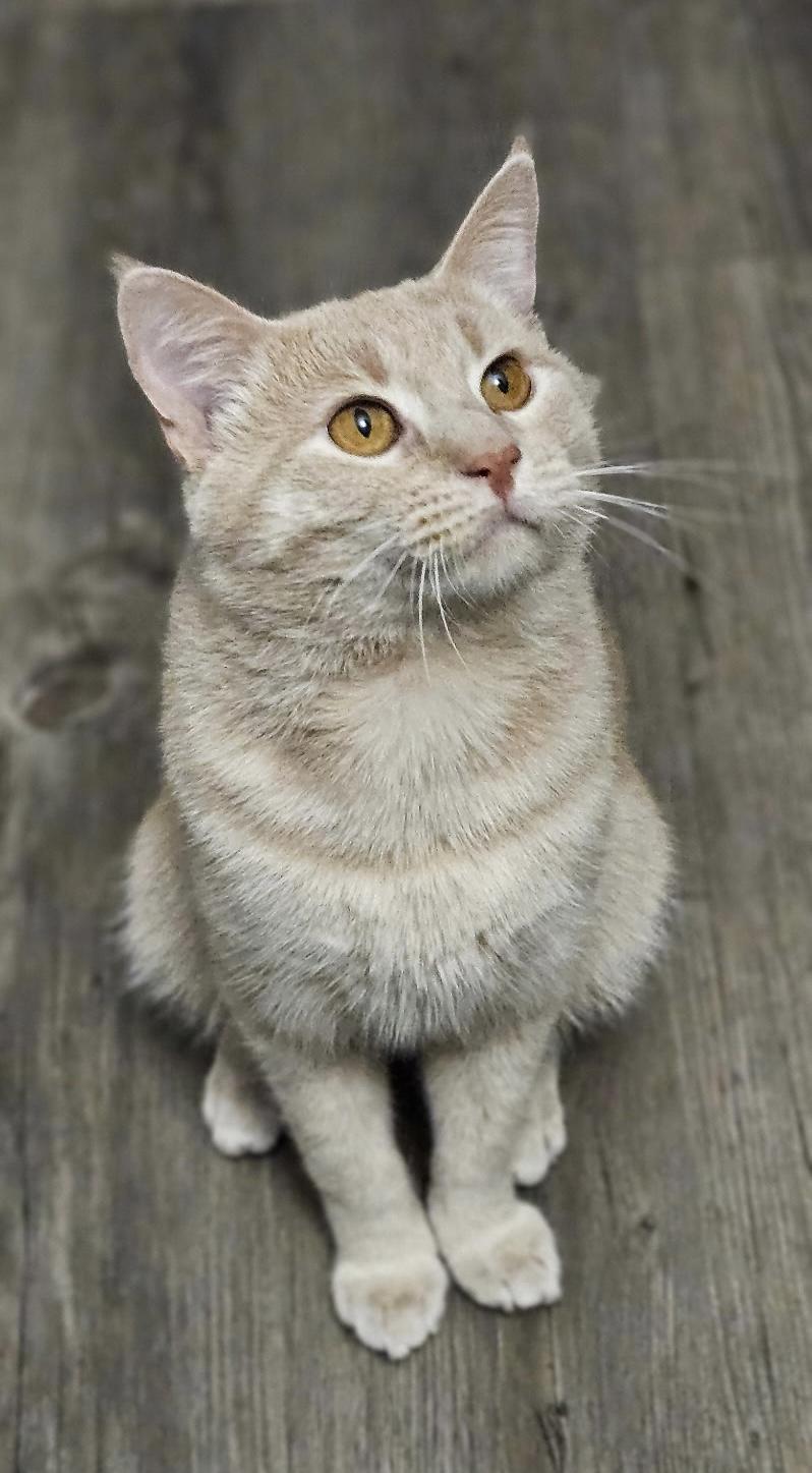 Enlarge Milo, a Adopted Domestic Short Hair in Monroe, GA image 4/4