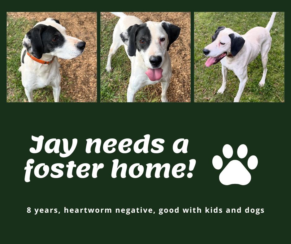 Needs Foster Jay (GA), ADOPTABLE, Senior Male English Pointer.