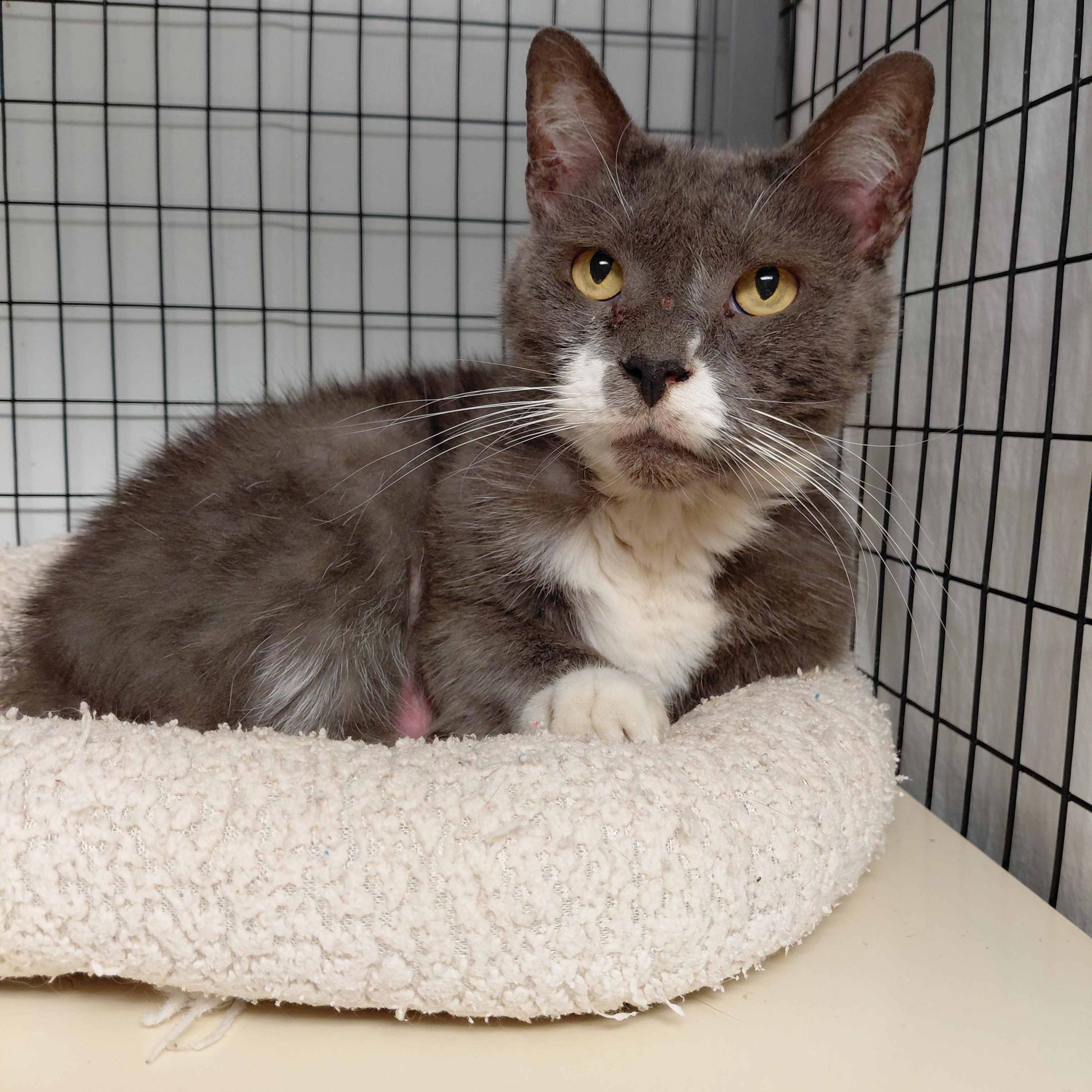 Enlarge Luke, a Adoptable Domestic Short Hair in Littleton, NH image 3/3