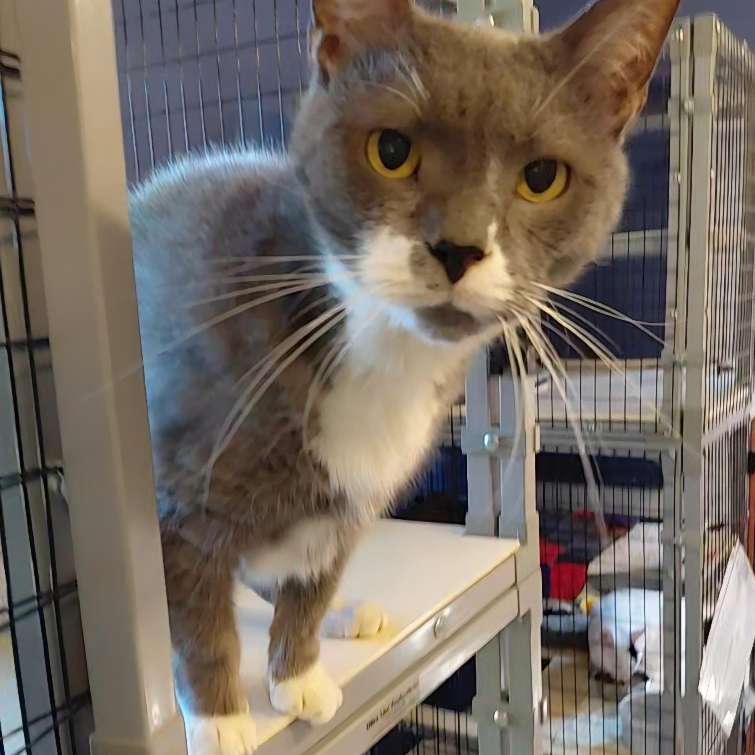 Enlarge Luke, a Adoptable Domestic Short Hair in Littleton, NH image 2/3