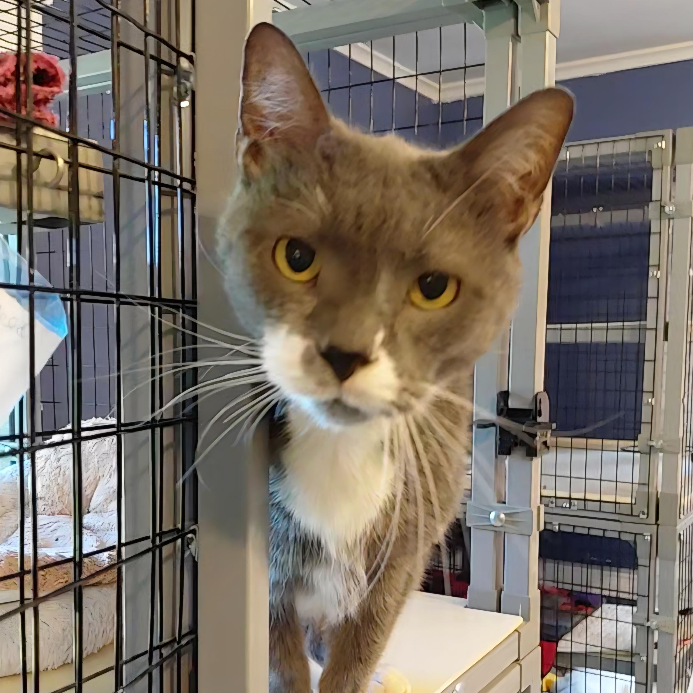 Luke, Adoptable, Adult Male Domestic Short Hair.