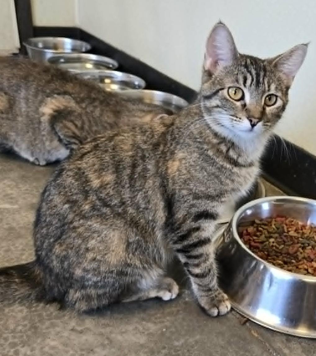 Sunflower, ADOPTABLE, Adult Female Domestic Short Hair.
