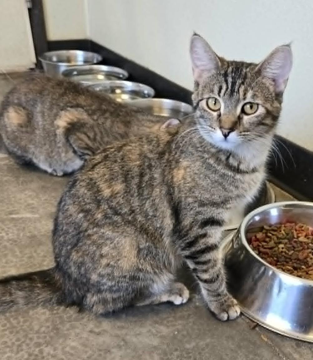 Sunflower, a ADOPTABLE Domestic Short Hair in Larned, KS image 2/2