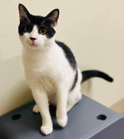 Roman — thumbnail 2