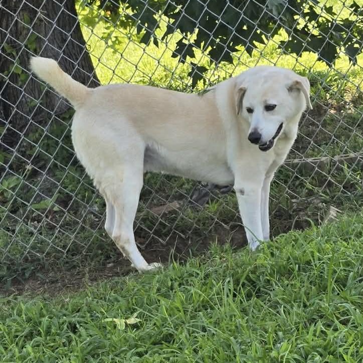Enlarge Ollie, an adoptable mixed breed in Hopkinton, MA image 4/5
