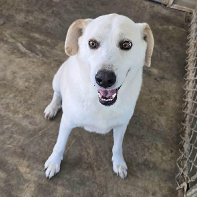 Enlarge Ollie, an adoptable mixed breed in Hopkinton, MA image 2/5