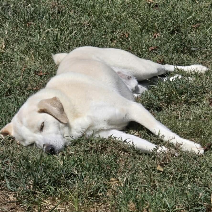 Enlarge Ollie, an adoptable mixed breed in Hopkinton, MA image 5/5