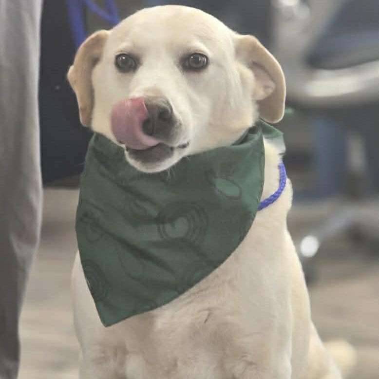 Enlarge Ollie, an adoptable mixed breed in Hopkinton, MA image 3/5