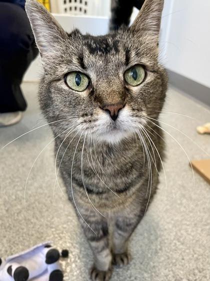 Madison, Adoptable, Senior Female Domestic Short Hair & Domestic Short Hair.