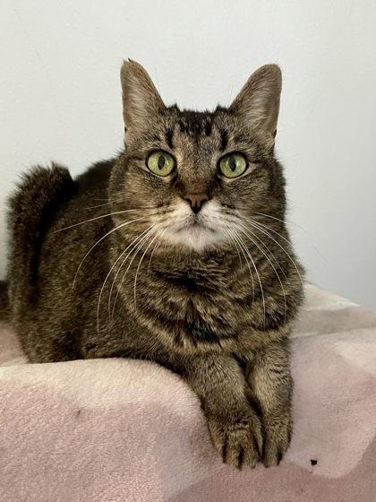 Enlarge Madison, a Adoptable mixed breed in Madison, WI image 2/3