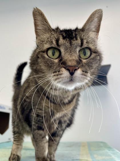 Enlarge Madison, a Adoptable mixed breed in Madison, WI image 3/3