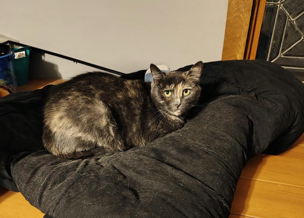 Enlarge Friendly Working Cat:  Siria, a Adoptable mixed breed in Bloomington, IN image 1/4