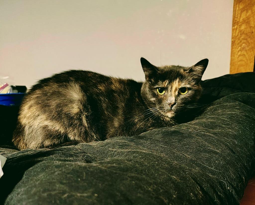 Enlarge Friendly Working Cat:  Siria, a Adoptable mixed breed in Bloomington, IN image 2/4