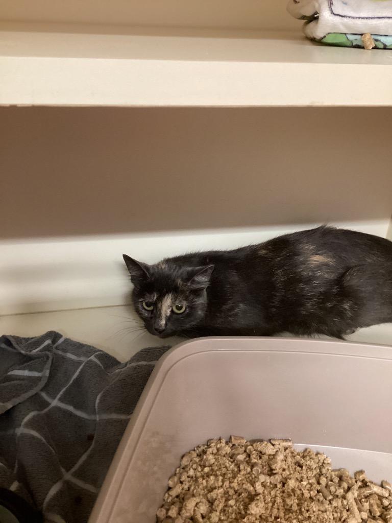 Enlarge Friendly Working Cat:  Siria, a Adoptable mixed breed in Bloomington, IN image 3/4