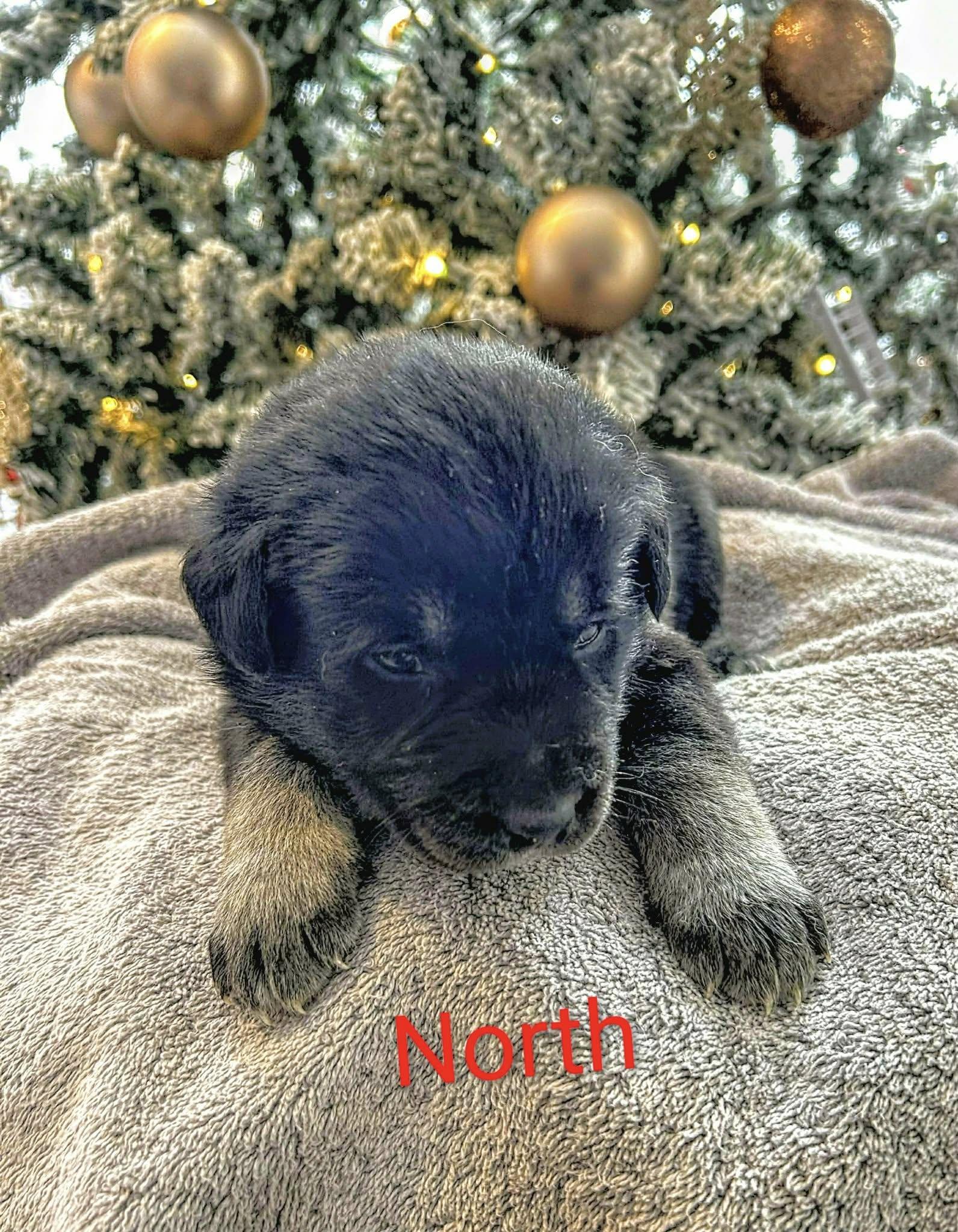 North (20251223-07) — thumbnail 3