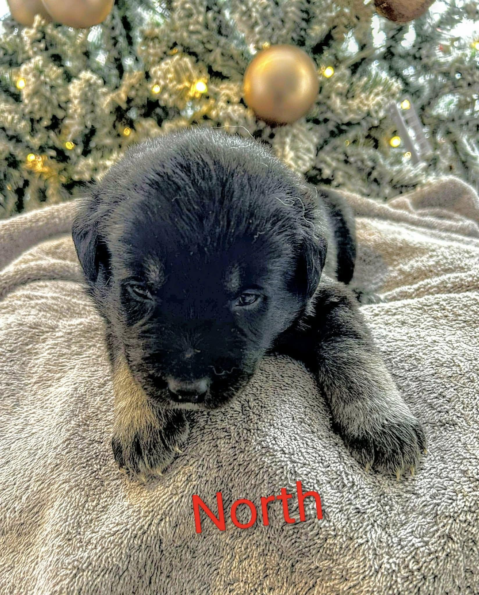 North (20251223-07) — thumbnail 4