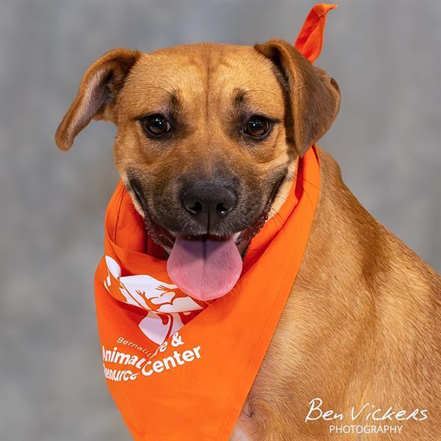 NORA, Adoptable, Young Female German Shepherd Dog & Mixed Breed.
