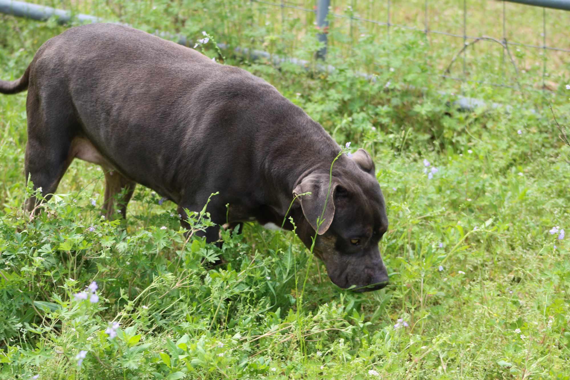 Tater, Adoptable, Adult Female American Bully.