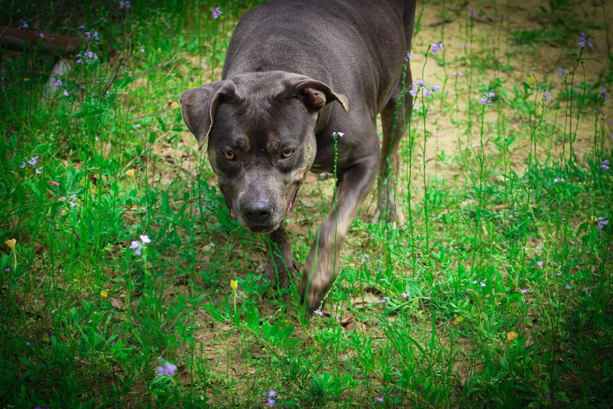 Tater, a Adoptable mixed breed in St. George, SC image 2/3