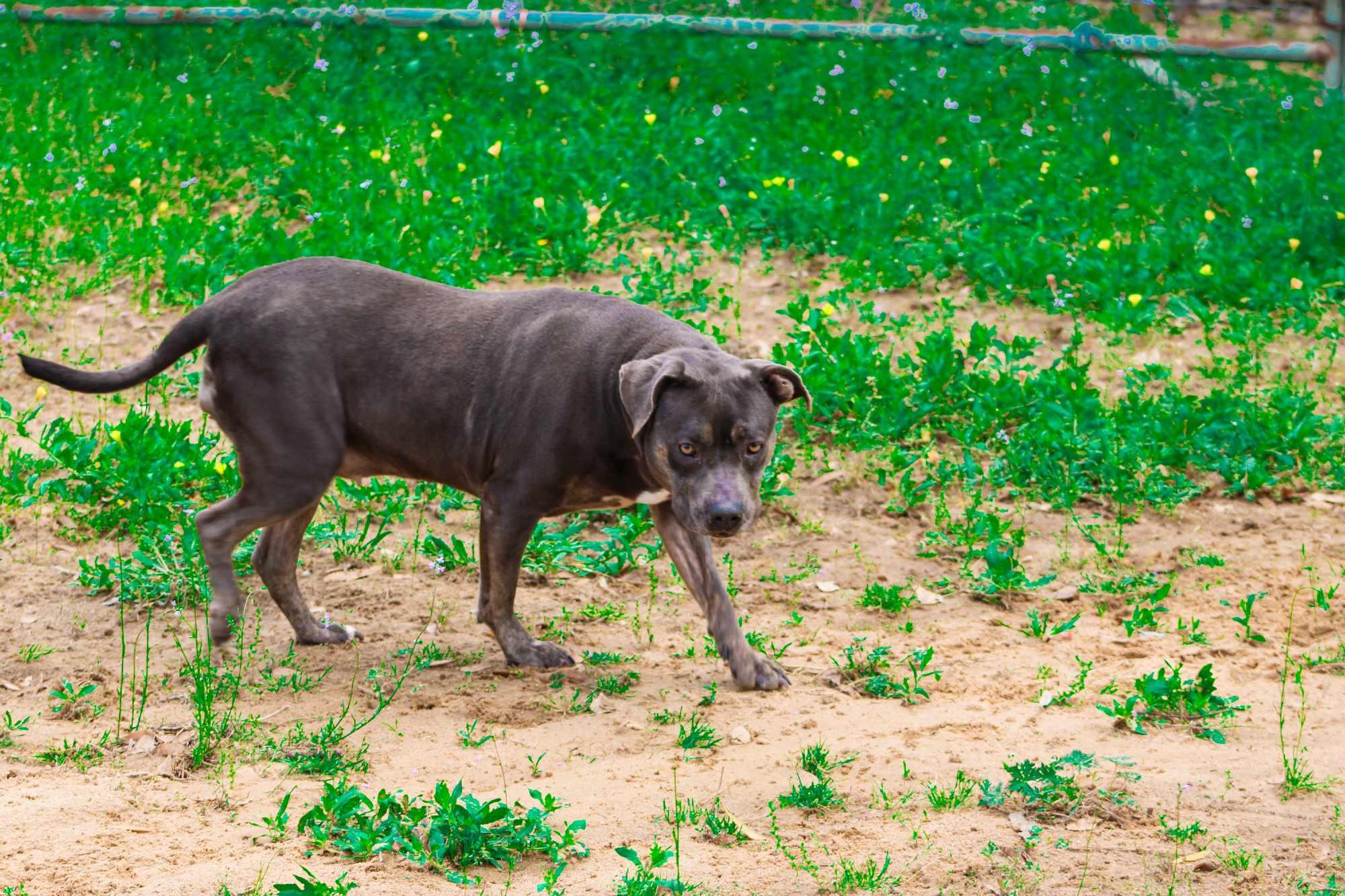 Tater, a Adoptable mixed breed in St. George, SC image 3/3