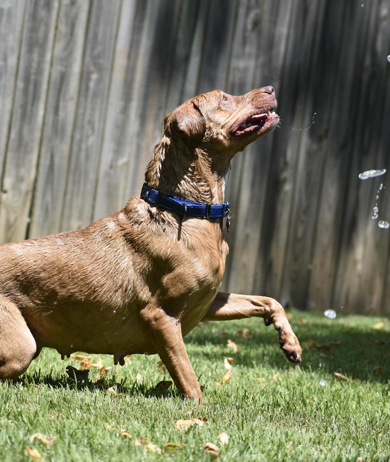 Enlarge Bella, a Adoptable mixed breed in Georgetown, TX image 4/6
