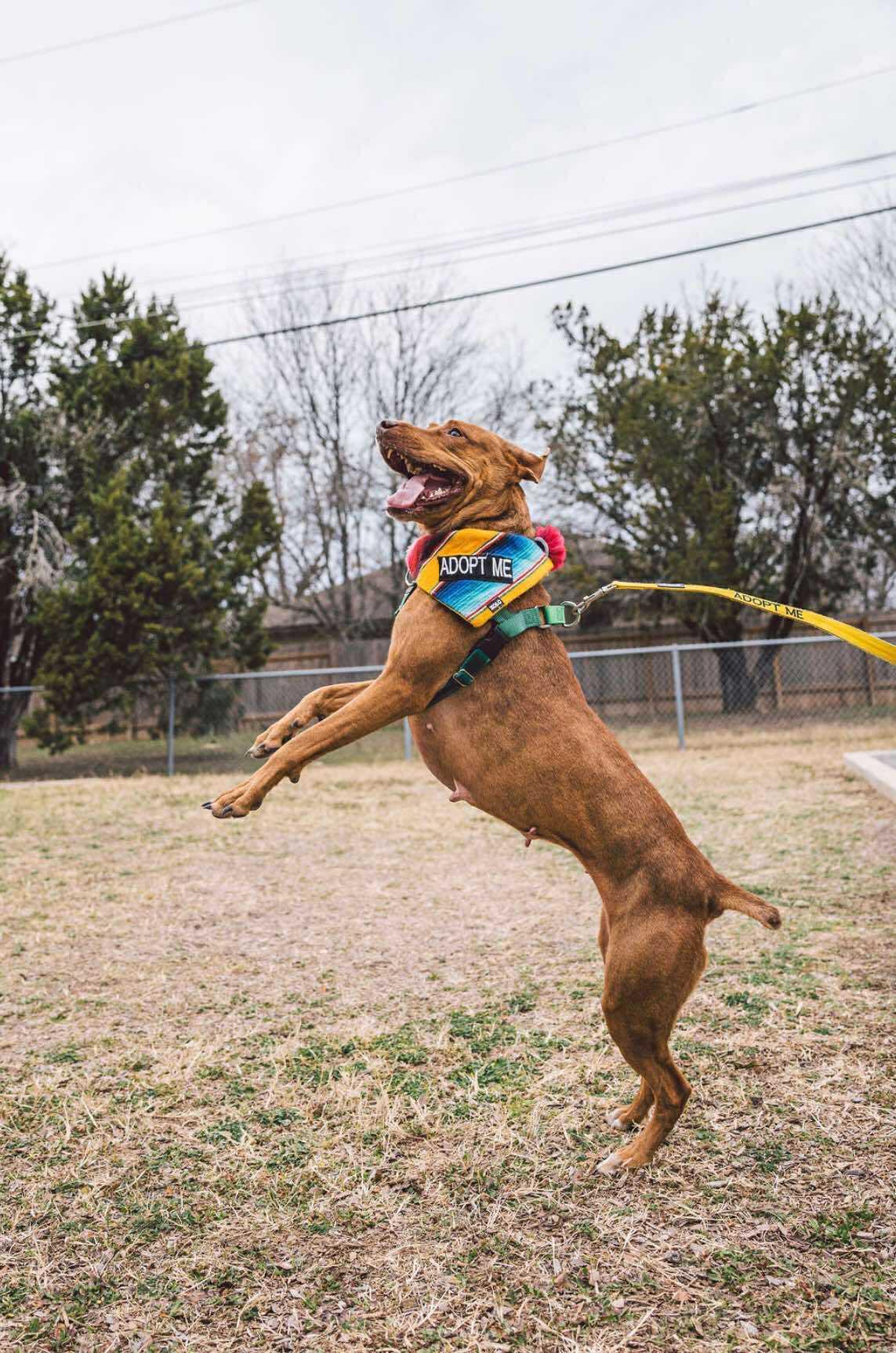 Bella, a Adoptable mixed breed in Georgetown, TX image 4/5