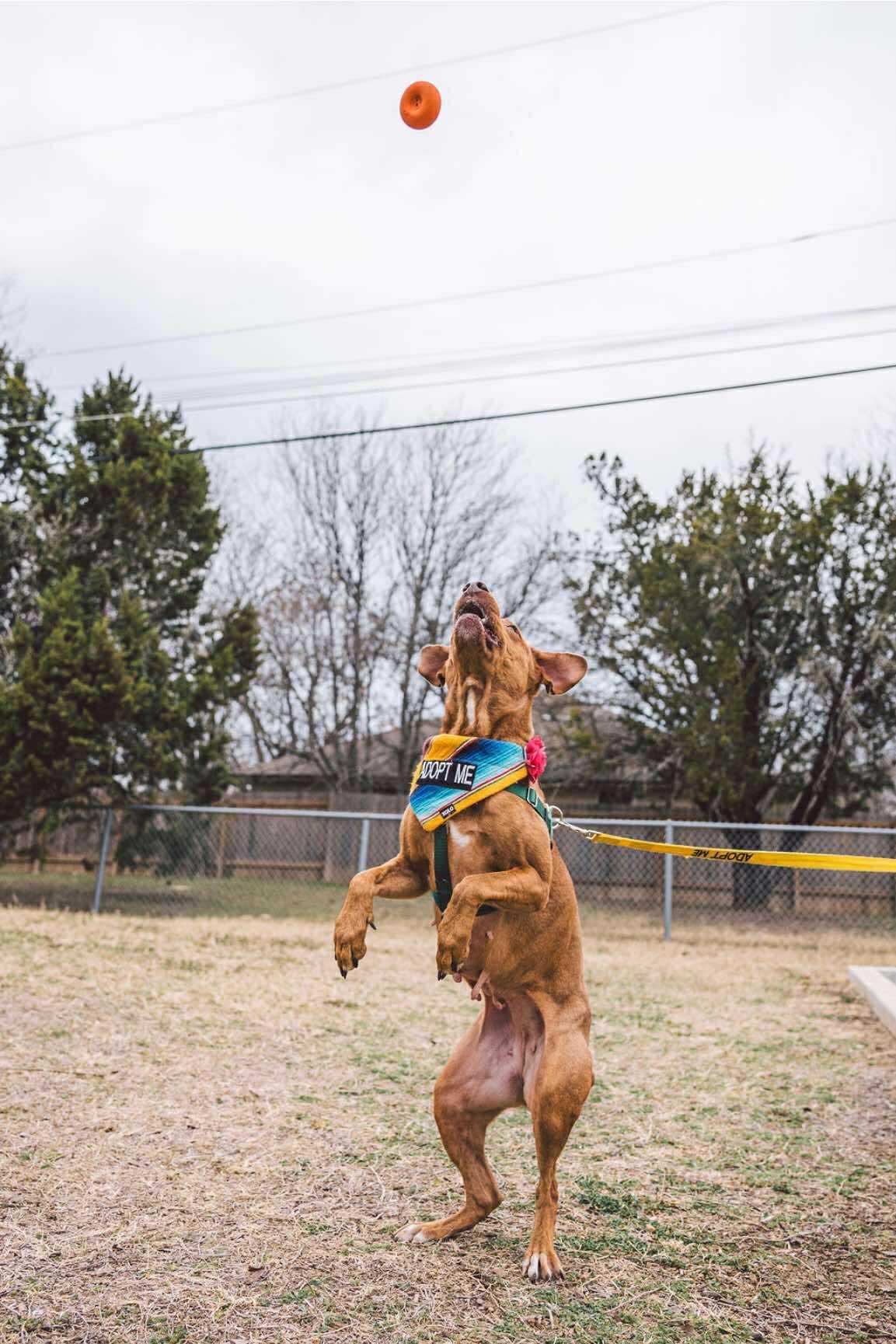 Bella, a Adoptable mixed breed in Georgetown, TX image 5/5