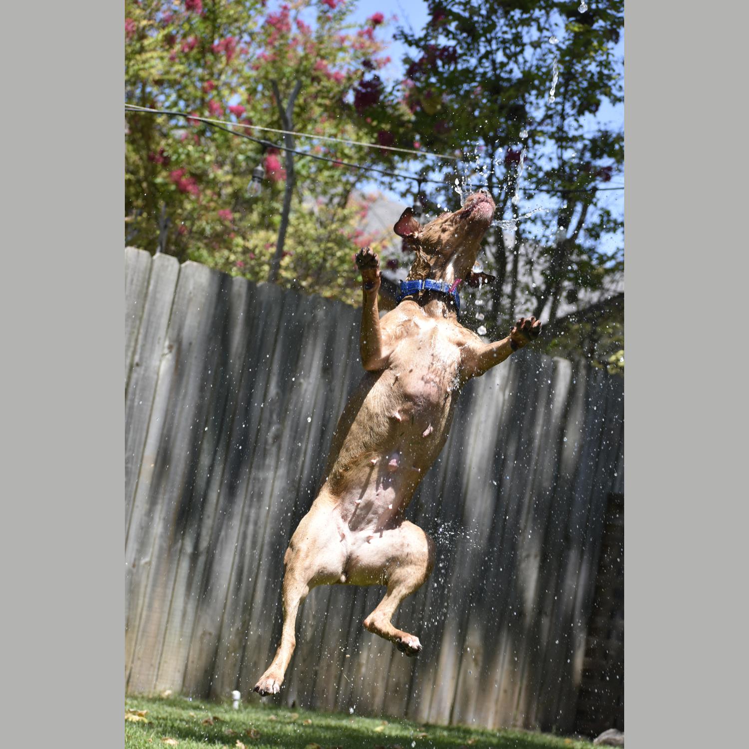Enlarge Bella, a Adoptable mixed breed in Georgetown, TX image 3/6