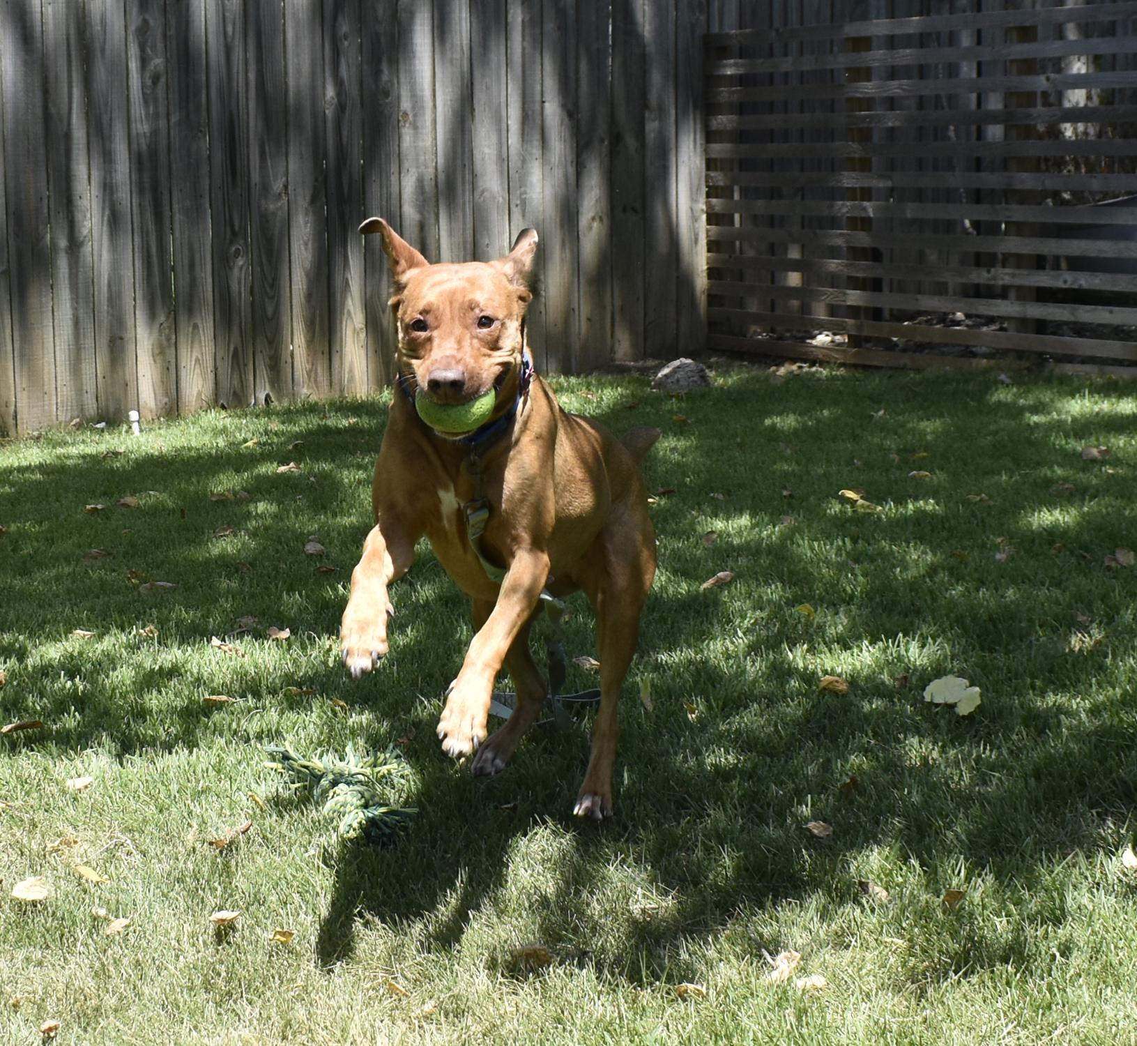 Enlarge Bella, a Adoptable mixed breed in Georgetown, TX image 2/6
