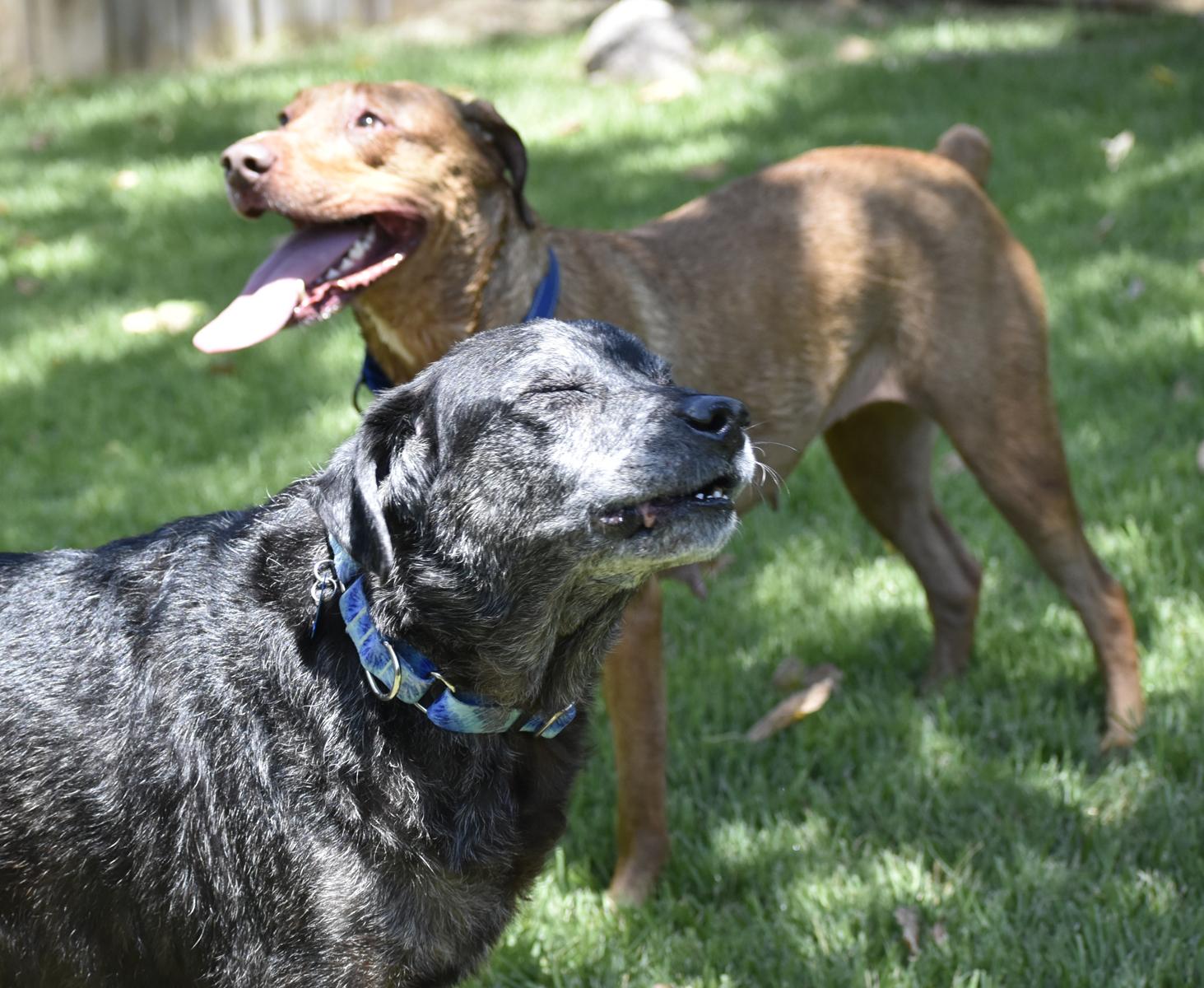 Enlarge Bella, a Adoptable mixed breed in Georgetown, TX image 6/6