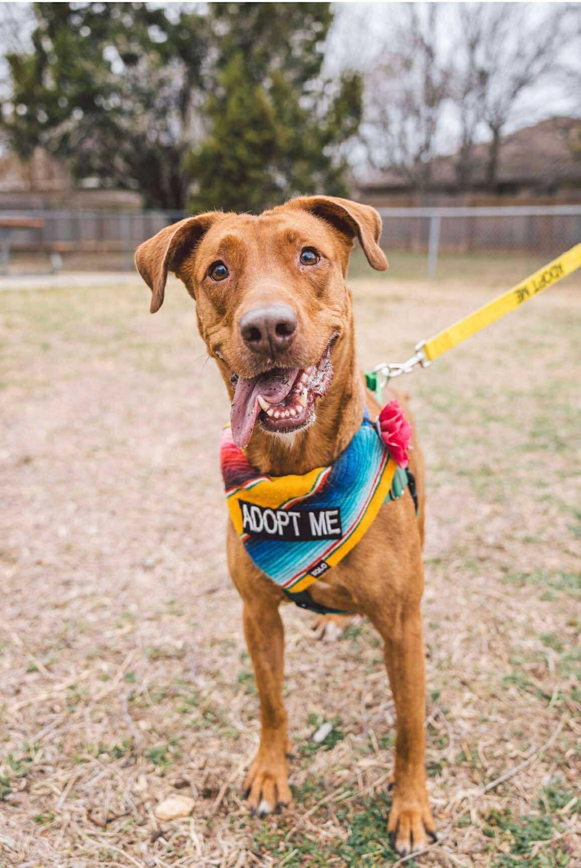 Bella, a Adoptable mixed breed in Georgetown, TX image 2/5